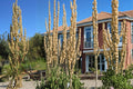 Great Water Dock Seeds – Rumex orbiculatus, Moisture-Loving Perennial for Wetlands & Pond Edges, 100 Seeds