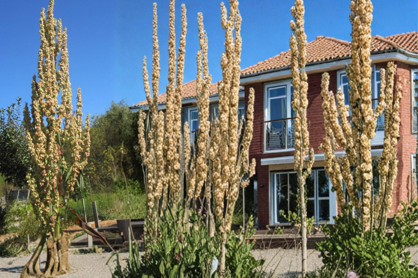 Great Water Dock Seeds – Rumex orbiculatus, Moisture-Loving Perennial for Wetlands & Pond Edges, 100 Seeds