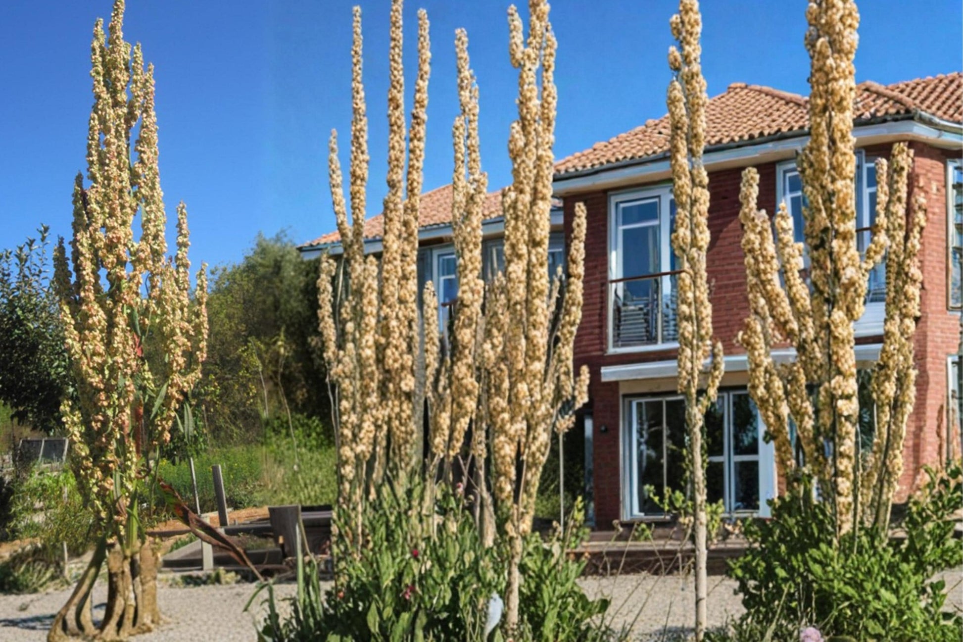 Great Water Dock Seeds – Rumex orbiculatus, Moisture-Loving Perennial for Wetlands & Pond Edges, 100 Seeds