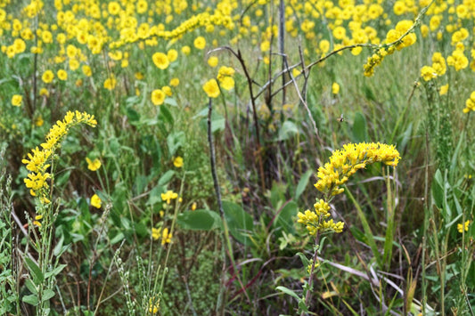 Old Field Goldenrod Seeds – Solidago nemoralis, Native Perennial for Meadows, Prairies & Wildflower Gardens