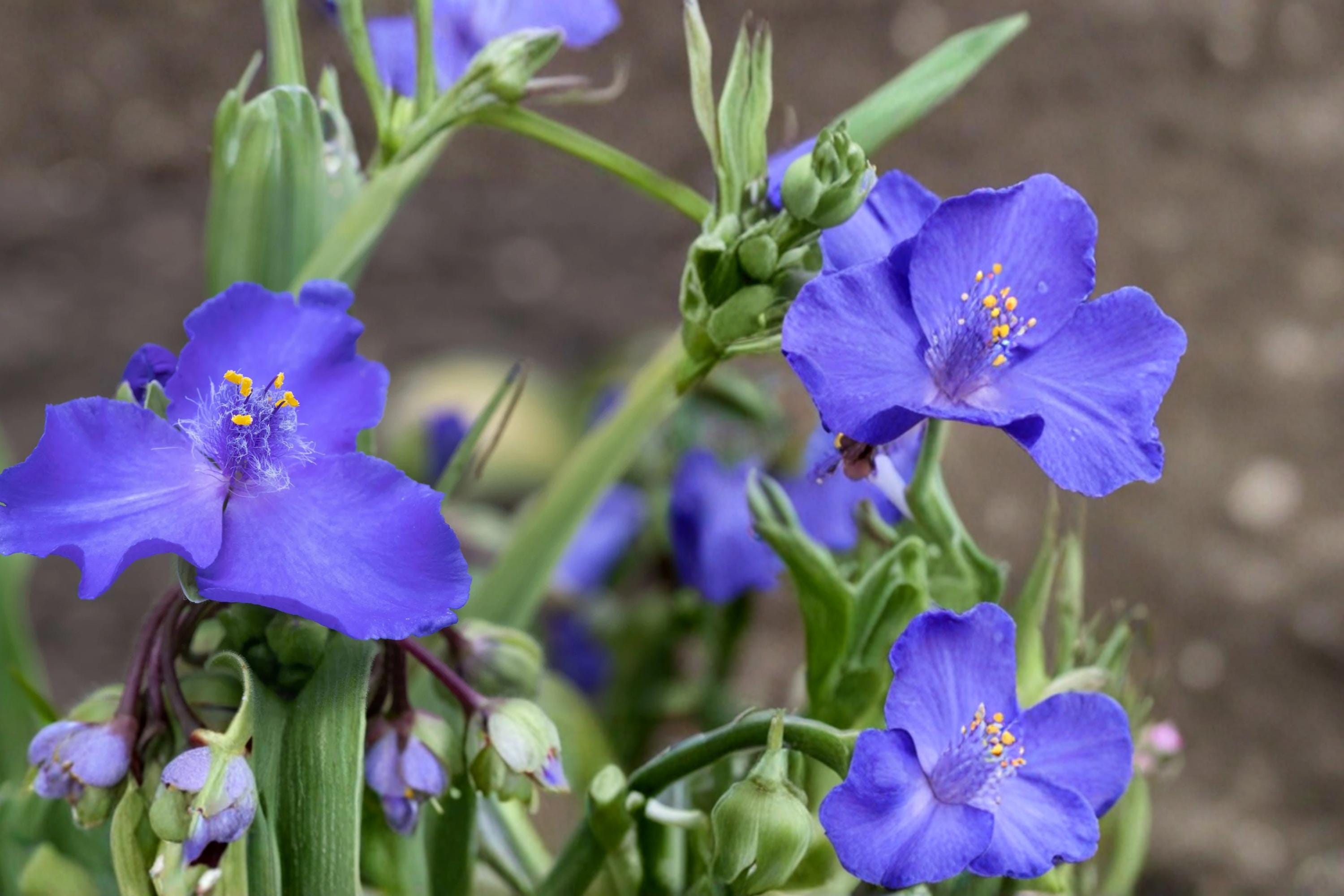 Western Spiderwort Seeds – 25 Pack, Tradescantia occidentalis, Native Perennial with Blue to Purple Flowers for Prairie Gardens