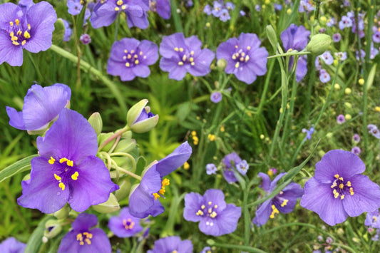 Ohio Spiderwort Seeds – Tradescantia ohiensis, Native Perennial with Blue-Violet Flowers, Prairie & Garden Border Plant, 25 Seeds