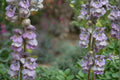 Palmer Penstemon Seeds – Penstemon palmeri Herbaceous Perennial with Pale Pink to Lavender Tubular Flowers, Drought Tolerant Xeriscape Plant