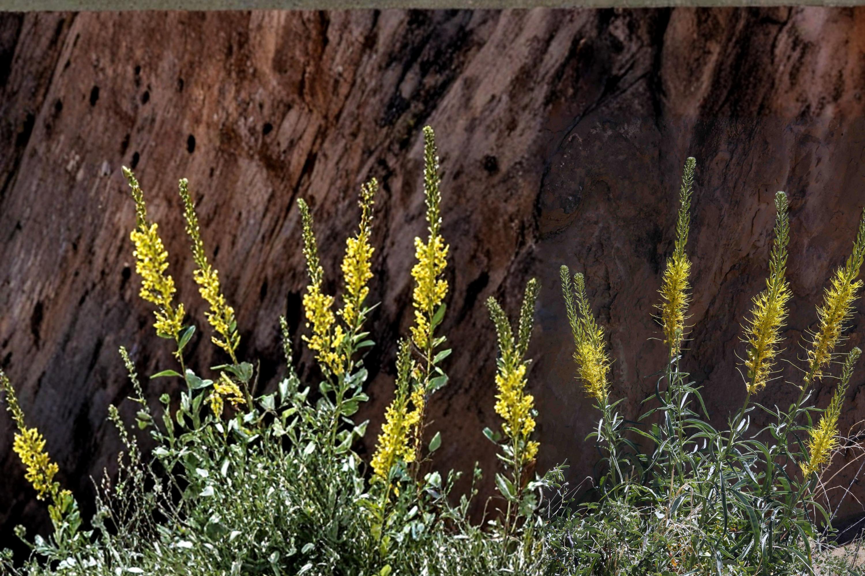 Prince's Plume Seeds – Herbaceous Perennial with Bright Yellow Flower Spikes – Stanleya pinnata for Xeriscape & Dry Gardens