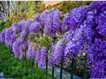 Purple Wisteria Vines – Climbing Plant with Cascading Purple Flowers, Wisteria sinensis, 12-18 Inches Tall