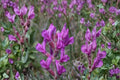 Showy Locoweed Seeds – Oxytropis lambertii – Purple Pink Pea-Like Flowers, Drought Tolerant Perennial for Prairie & Rock Gardens