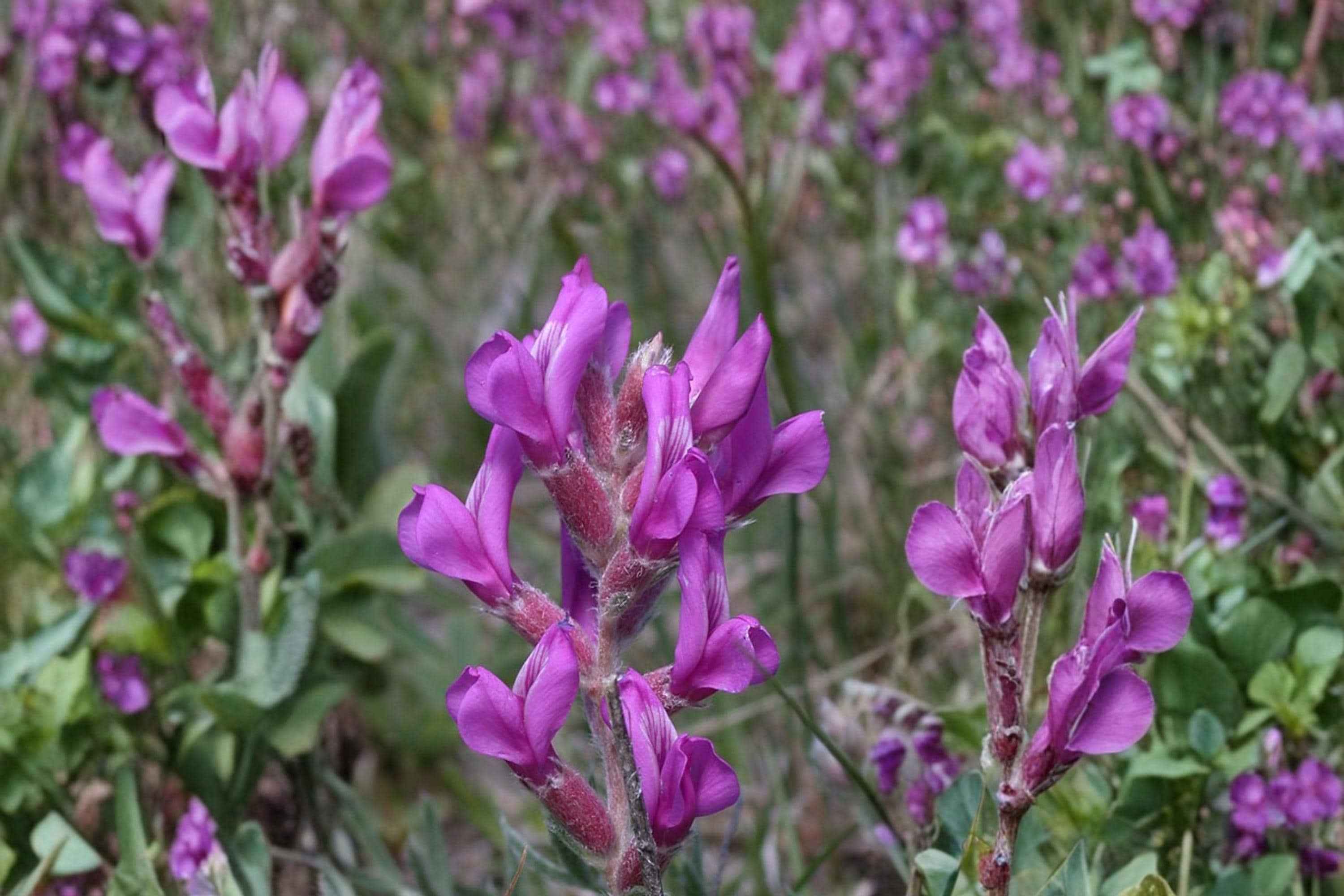 Showy Locoweed Seeds – Oxytropis lambertii – Purple Pink Pea-Like Flowers, Drought Tolerant Perennial for Prairie & Rock Gardens