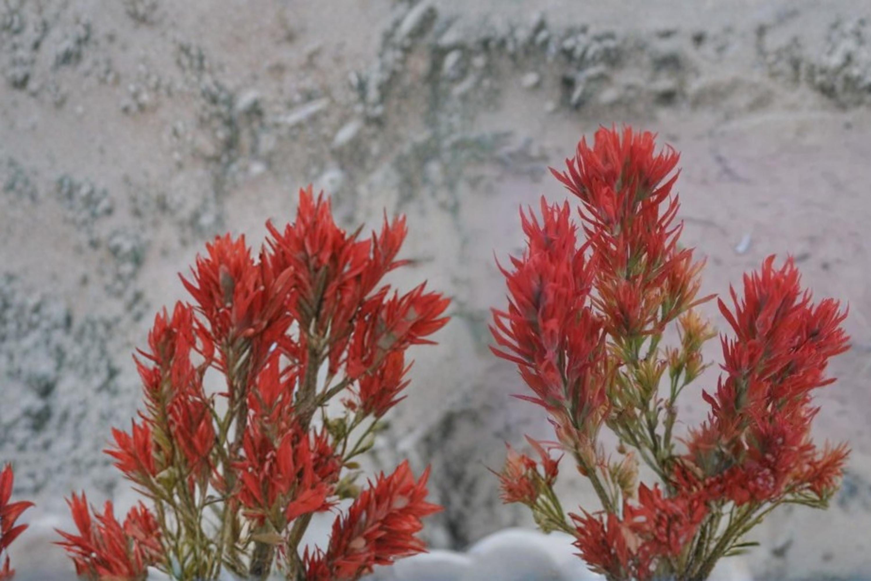 Wyoming Indian Paintbrush Seeds – Castilleja linariifolia Perennial Wildflower for Prairie and Slope Gardens