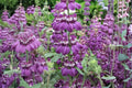 Chinese Houses Seeds – 100 Herbaceous Annuals with Tiered Purple, Pink, White Flowers – Collinsia heterophylla for Wildflower Gardens