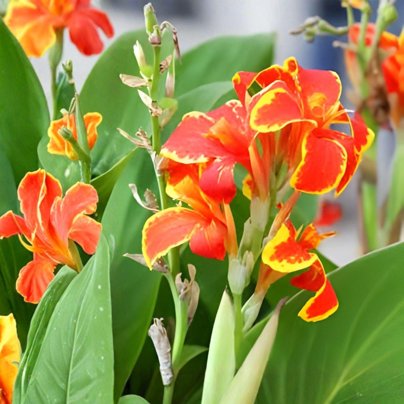 Canna Lily Bulbs 5 Pack | Lucifer Canna indica Tropical Red Blooms | Perennial Garden Plant