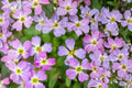 Virginia Stock Seeds 100 Pack – Malcolmia maritima Herbaceous Annual Pink Purple White Flowers