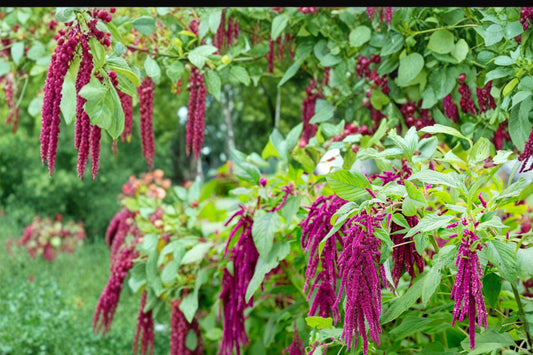 Love Lies Bleeding Seeds – Amaranthus caudatus – Deep Red Cascading Flower Tassels – Annual Garden Plant