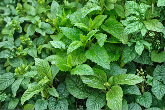 Lemon Balm Seeds – Melissa officinalis – Aromatic Herb for Herb Gardens & Borders – 100 Seeds