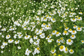 German Chamomile Seeds – Herbaceous Annual with White Daisy Flowers – Matricaria recutita, Medicinal Herb, Herb Garden Plant