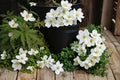 Canada Anemone Seeds – Anemone canadensis, White Wildflower, Native Perennial, Meadow & Woodland Plant, 25 Seeds