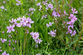 Winged Loosestrife Seeds 1000 Lythrum alatum Herbaceous Perennial Pink Lavender Wildflower Plant