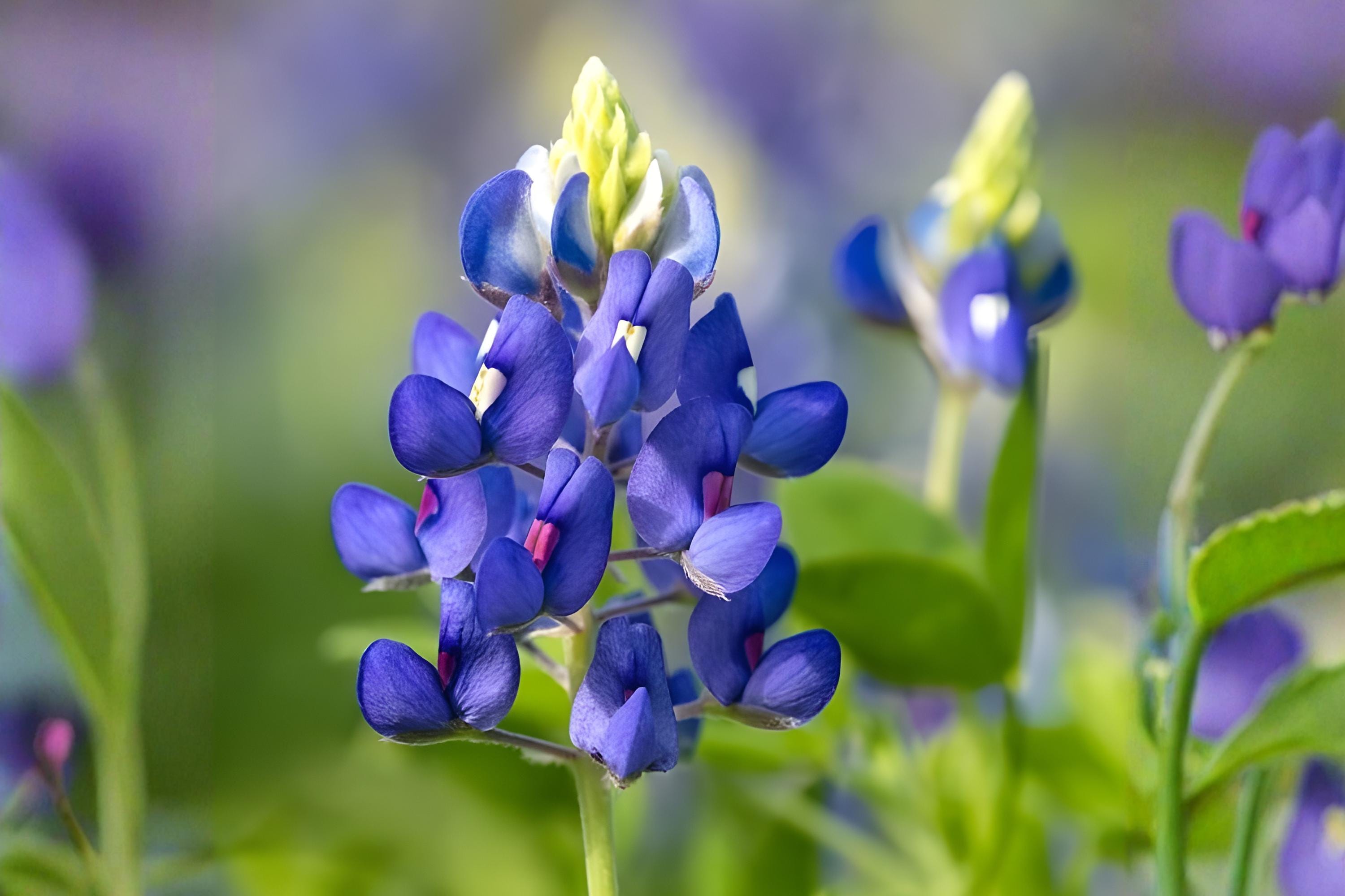 Texas Bluebonnet Seeds - 50 Lupinus texensis Wildflower for Meadows, Borders & Pollinator Gardens, Drought Tolerant, Easy to Grow