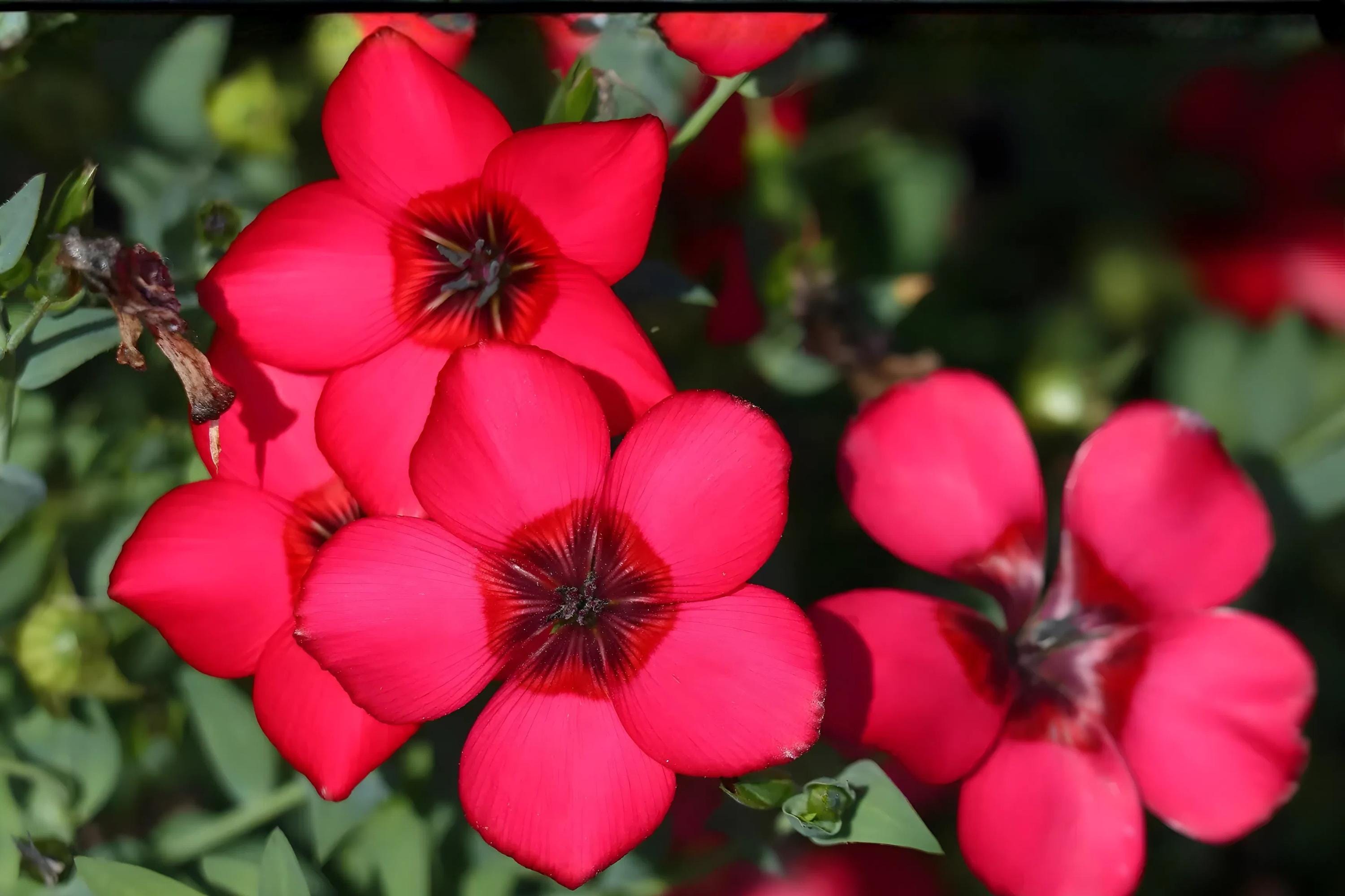 Scarlet Flax Seeds 100 Pack | Red Linum grandiflorum rubrum Annual Wildflower for Borders & Meadows