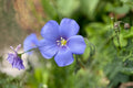 Blue Flax Seeds (Linum perenne) – Drought Tolerant Perennial with Sky-Blue Flowers for Wildflower Gardens & Pollinator Attracting