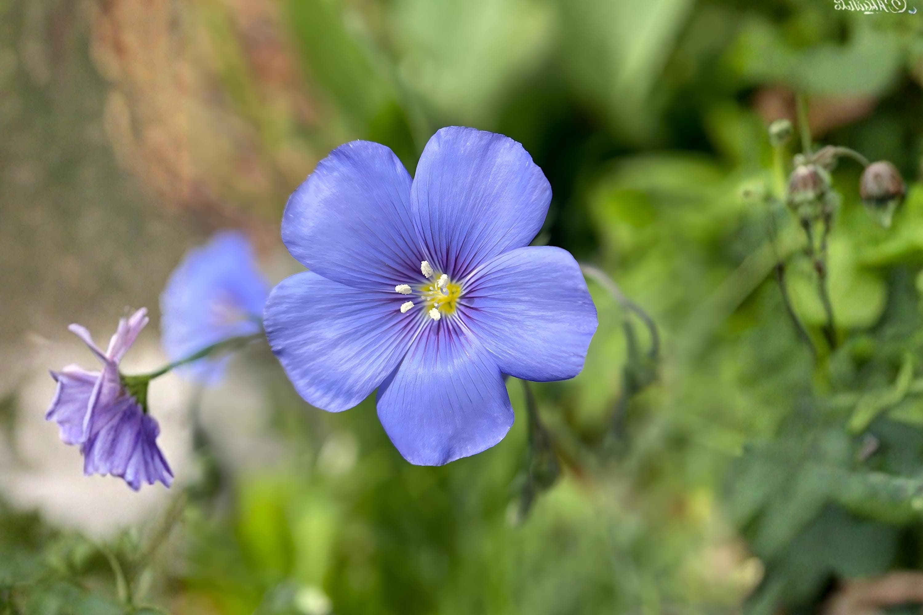 Blue Flax Seeds (Linum perenne) – Drought Tolerant Perennial with Sky-Blue Flowers for Wildflower Gardens & Pollinator Attracting