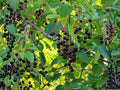 Wild Black Cherry Fruit Tree – 2 Bare Root Plants, Edible Dark Cherries, Prunus serotina, Native North American Tree