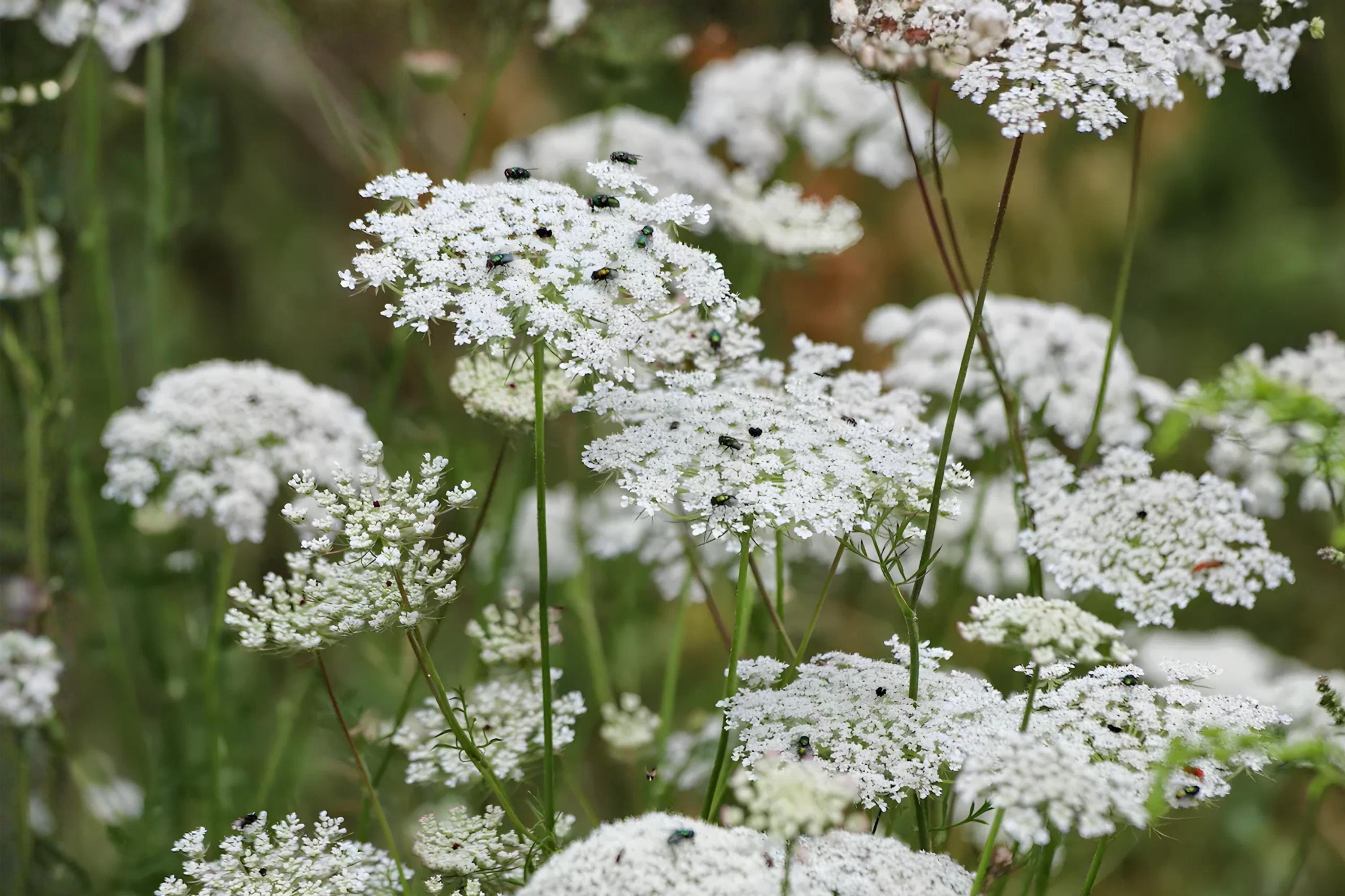 Ammi Majus Seeds – Bishop’s Flower, Heirloom White Lace-Like Blooms, Cottage Garden, Cut Flowers, Pollinator-Friendly, 100 Seeds