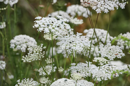 Ammi Majus Seeds – Bishop’s Flower, Heirloom White Lace-Like Blooms, Cottage Garden, Cut Flowers, Pollinator-Friendly, 100 Seeds