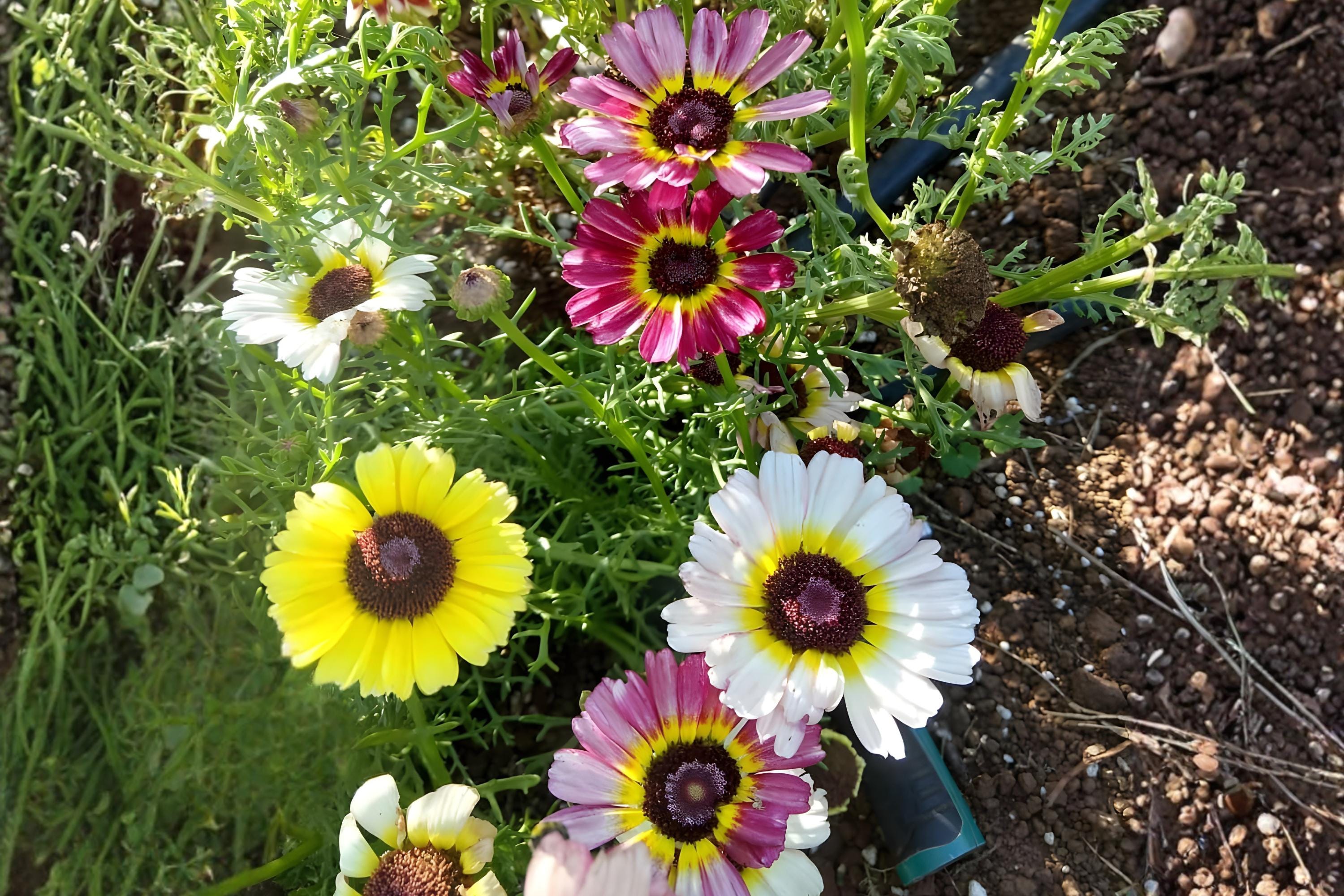 Painted Daisy Seeds (100) | Tricolor Wildflower Mix for Borders & Pollinator Gardens | Glebionis carinata