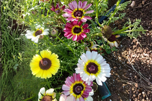 Painted Daisy Seeds (100) | Tricolor Wildflower Mix for Borders & Pollinator Gardens | Glebionis carinata