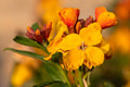 Siberian Wallflower Seeds 100 Cheiranthus allionii Bright Fragrant Orange Flowers for Borders & Rock Gardens