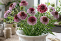Salmon Rose Scabiosa Seeds – Annual Pollinator Attractor for Borders, Containers & Cut Flowers, Scabiosa japonica