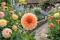 Dahlia Bulb Tuber Clump - Rancho Variety - Decorative Garden Plant - Vibrant Blooms - (Dahlia variabilis)
