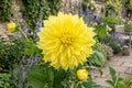 Dinner Plate Dahlia Bulb Clump Kelvin Floodlight Variety Large 10-Inch Blooms Dahlia pinnata