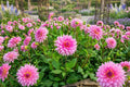 Dinner Plate Dahlia Bulb Tuber Clump Rosella Variety Large Blooms Dahlia pinnata