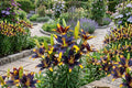 Asiatic Lily Bulbs - Lionheart Tango - Perennial Flowering Bulbs - Vibrant Orange and Yellow Blooms - Lilium asiaticum