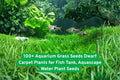 Dwarf Aquarium Grass Seeds, Freshwater Water Plant, Aquascaping Carpet, Bright Green, Easy to Grow, Scientific Name Varies