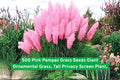 Pink Pampas Grass Seeds – Ornamental Tall Grass for Privacy Screens & Landscaping (Cortaderia selloana)