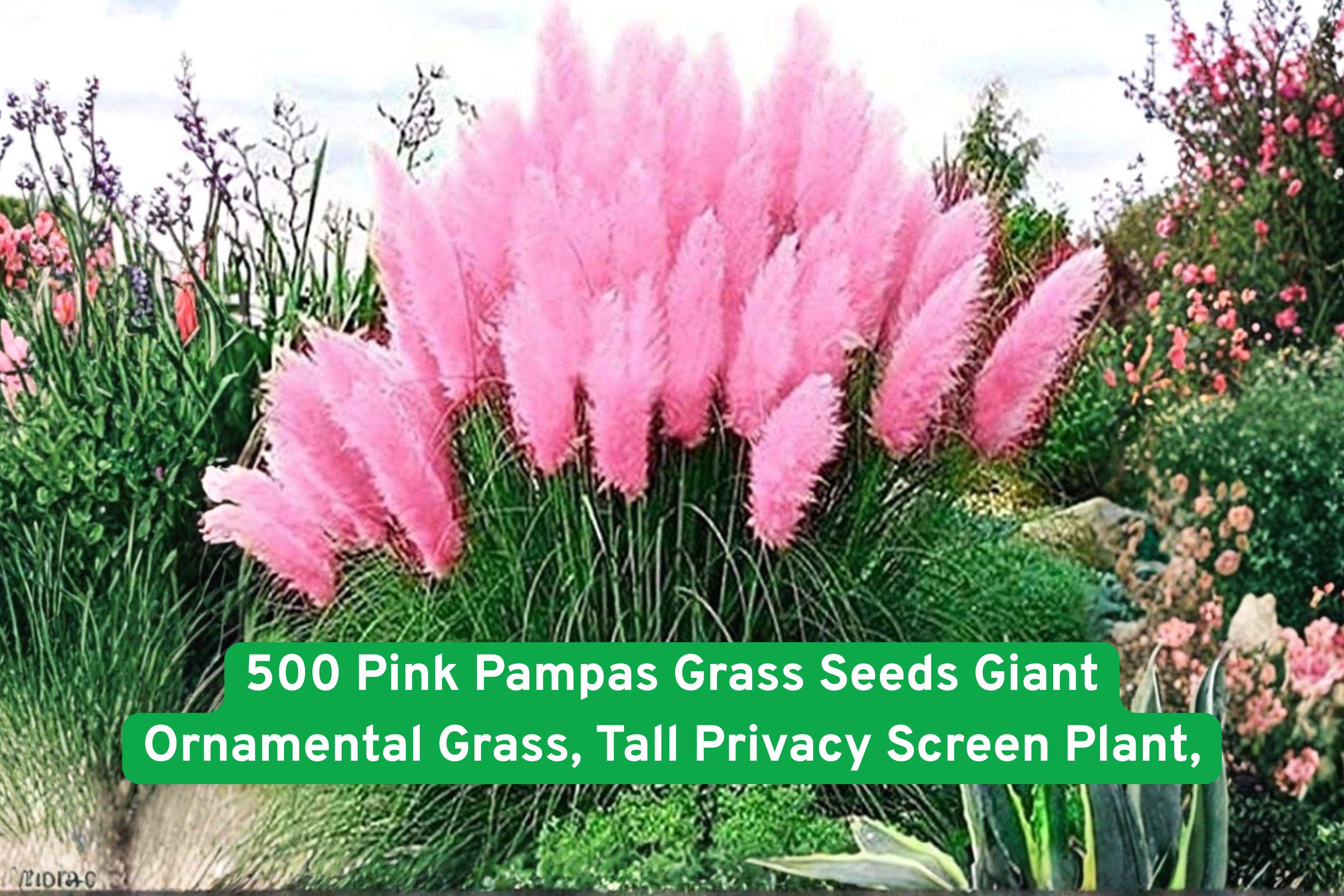 Pink Pampas Grass Seeds – Ornamental Tall Grass for Privacy Screens & Landscaping (Cortaderia selloana)