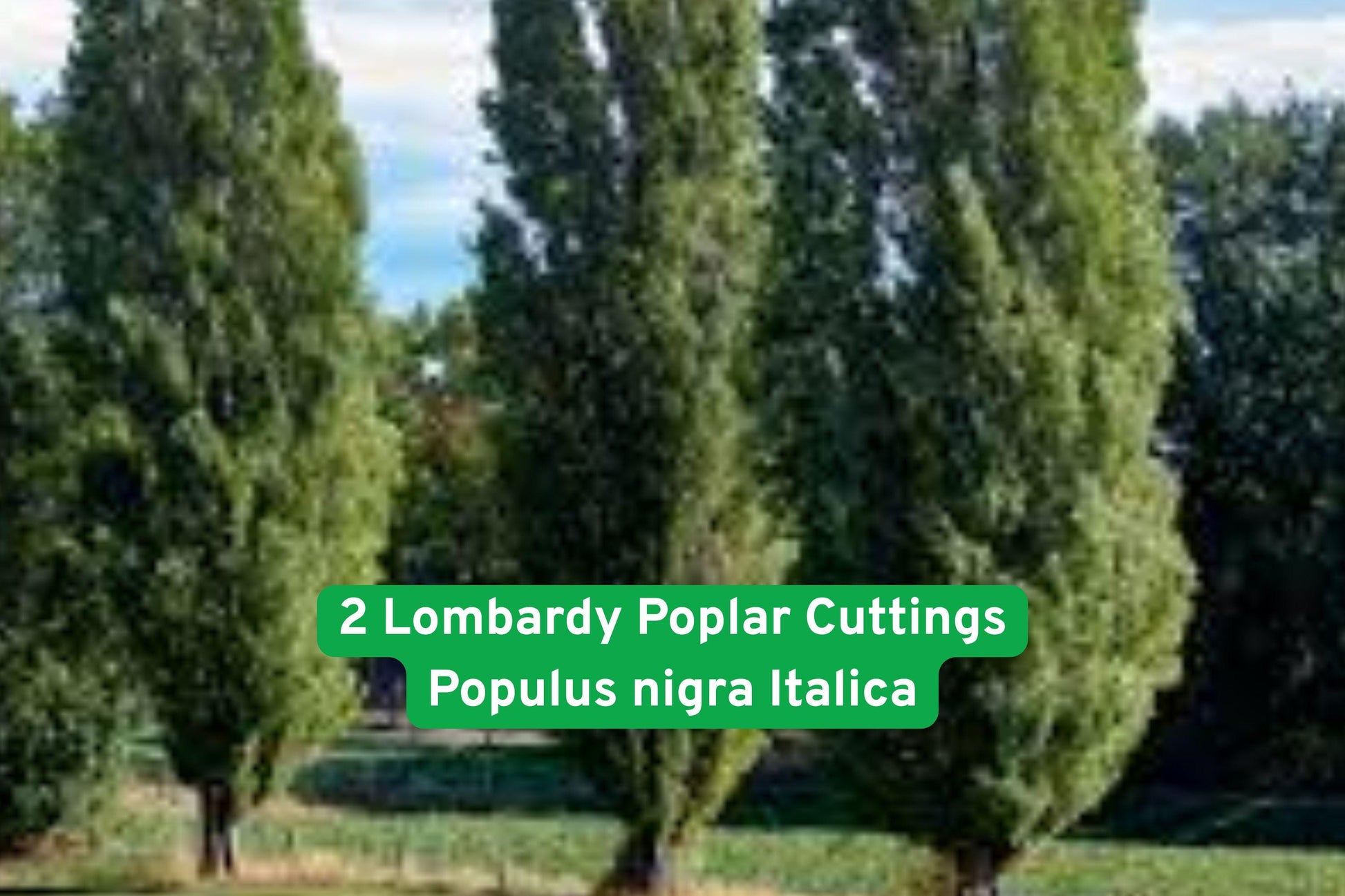 Lombardy Poplar Cuttings – Fast-Growing Privacy Tree, Tall Narrow Columnar, Populus nigra ‘Italica’ for Landscaping & Windbreak