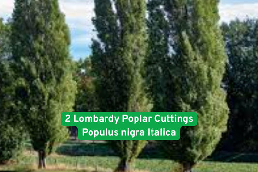 Lombardy Poplar Cuttings – Fast-Growing Privacy Tree, Tall Narrow Columnar, Populus nigra ‘Italica’ for Landscaping & Windbreak