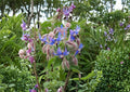Borage Herb Seeds 100+ Pack, Edible Flower, Non-GMO, Heirloom, Pollinator Friendly, Medicinal Herb, Garden Planting Seeds