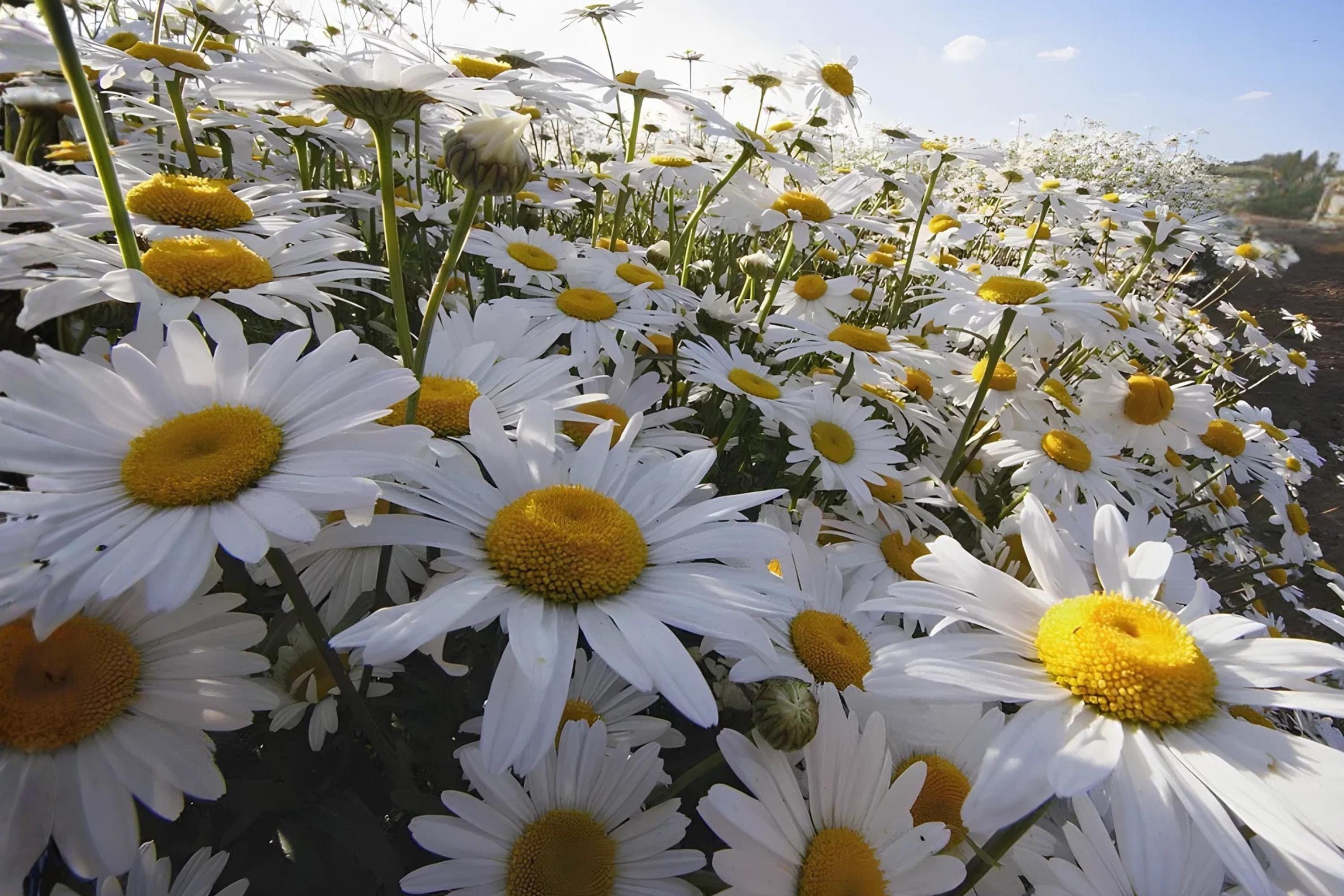 Oxeye Daisy Seeds 100 Pack | White Wildflower Seeds for Meadow, Cottage Garden & Pollinators | Leucanthemum vulgare