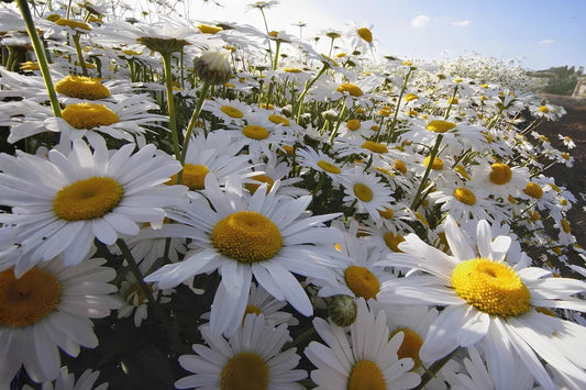 Oxeye Daisy Seeds 100 Pack | White Wildflower Seeds for Meadow, Cottage Garden & Pollinators | Leucanthemum vulgare