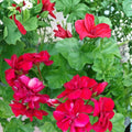 Pelargonium peltatum Rose Red Ivy Geranium Unrooted Cutting, Trailing Flower for Hanging Baskets, Container, Garden Borders