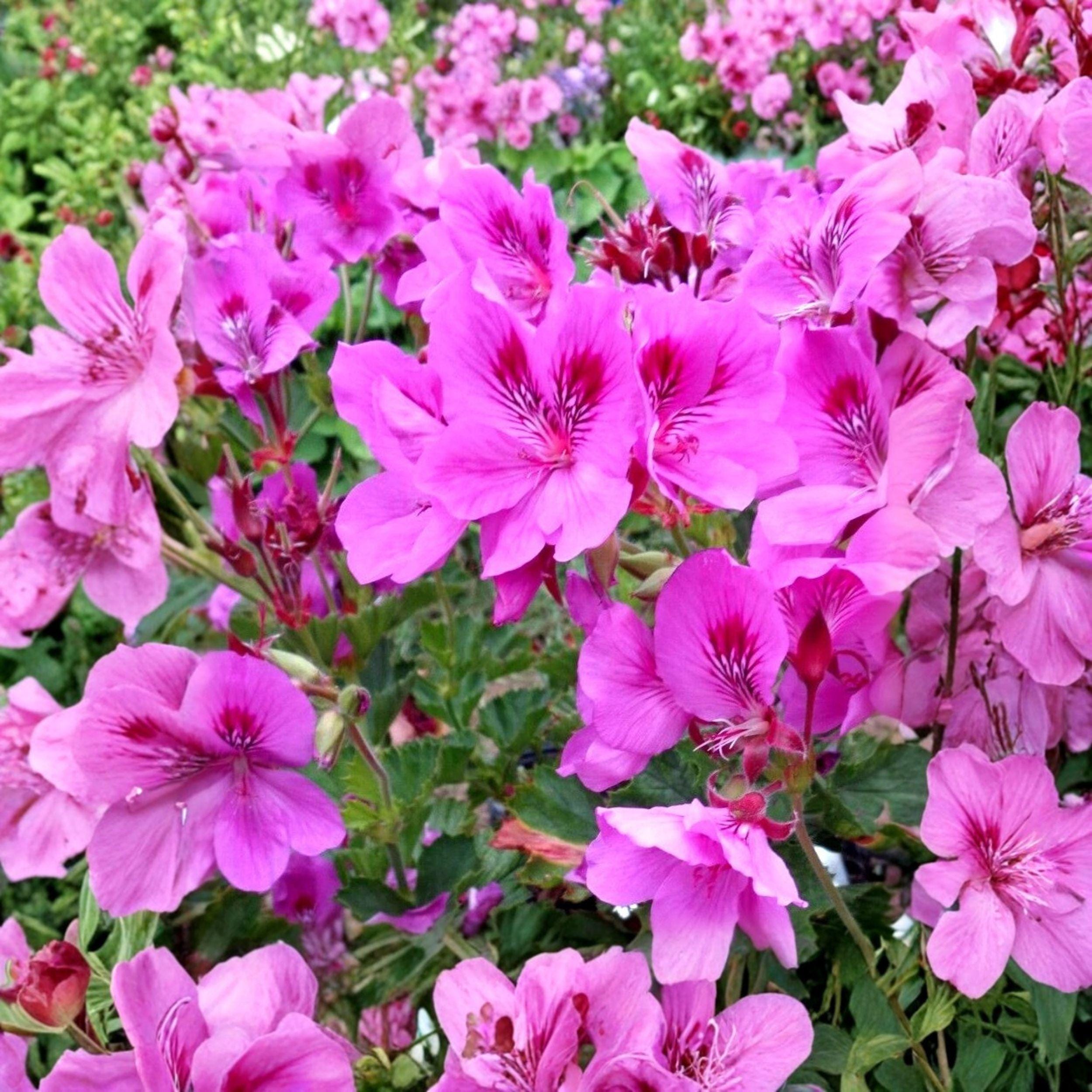 Purple Pink Regal Geranium Cuttings – Pelargonium regal, 5 Live Unrooted Propagation Stems for Containers, Borders, and Gardens