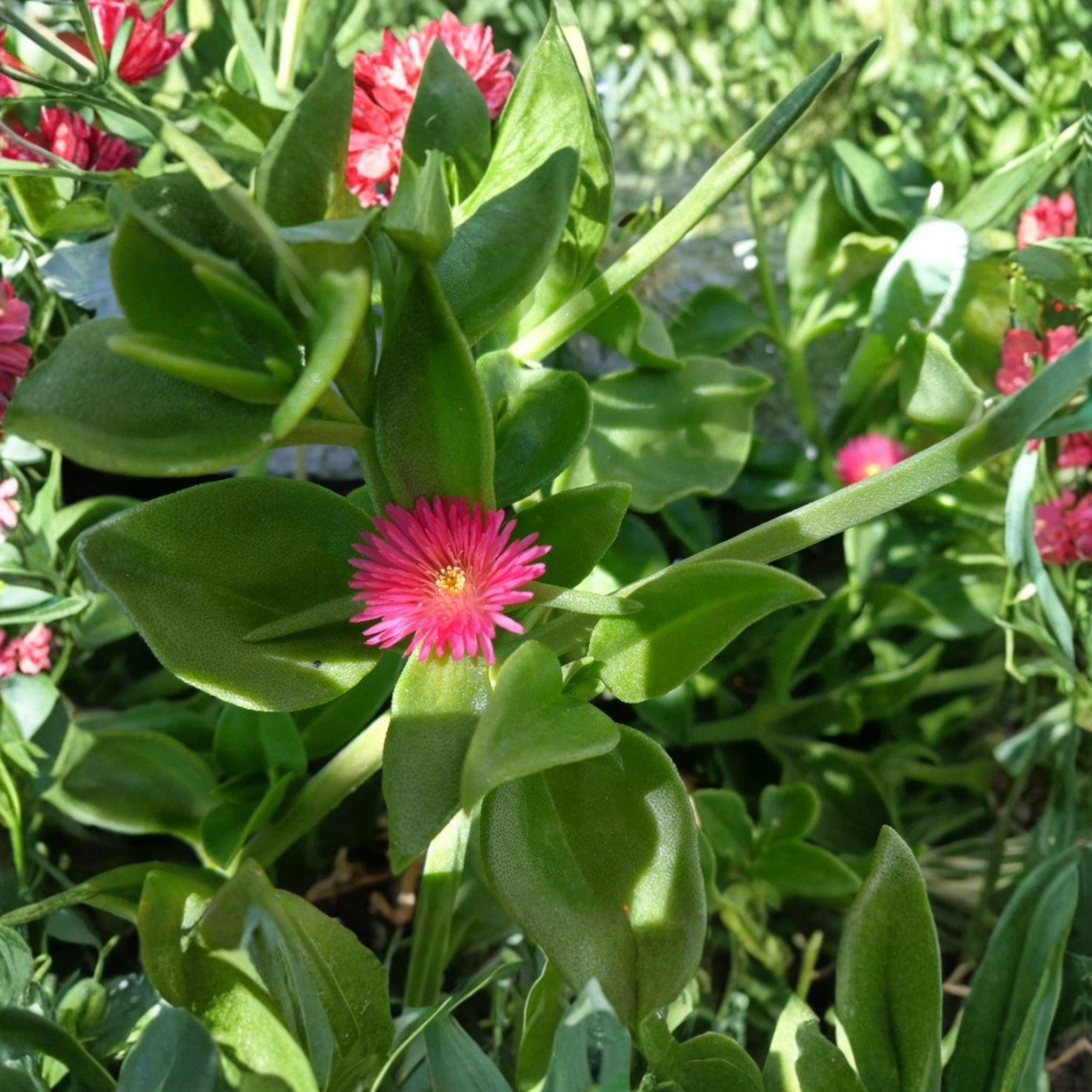 Aptenia cordifolia Cuttings, Purple Pink Ice Plant, Baby Sun Rose, Succulent Ground Cover, Unrooted Live Plant Clippings