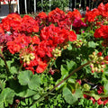 Pelargonium hortorum Bright Red Geranium Unrooted Cuttings – 6 Live Propagation Starter Plants for Containers & Garden