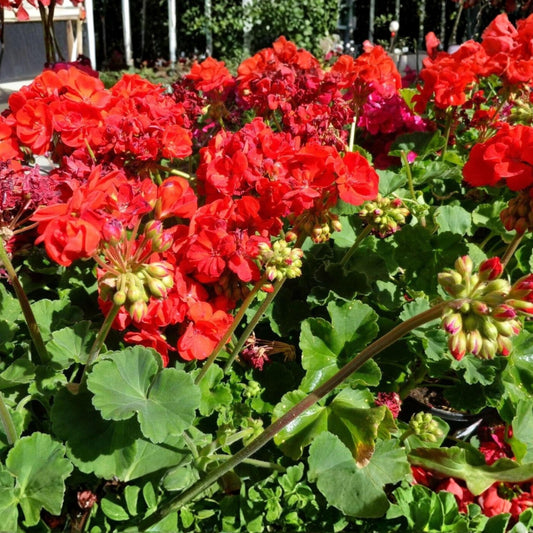 Pelargonium hortorum Bright Red Geranium Unrooted Cuttings – 6 Live Propagation Starter Plants for Containers & Garden