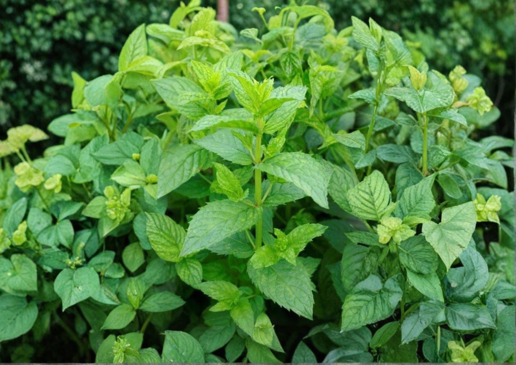 Spearmint Seeds 500+ Mentha spicata Heirloom Non-GMO Aromatic Culinary Herb Perennial Garden Seeds