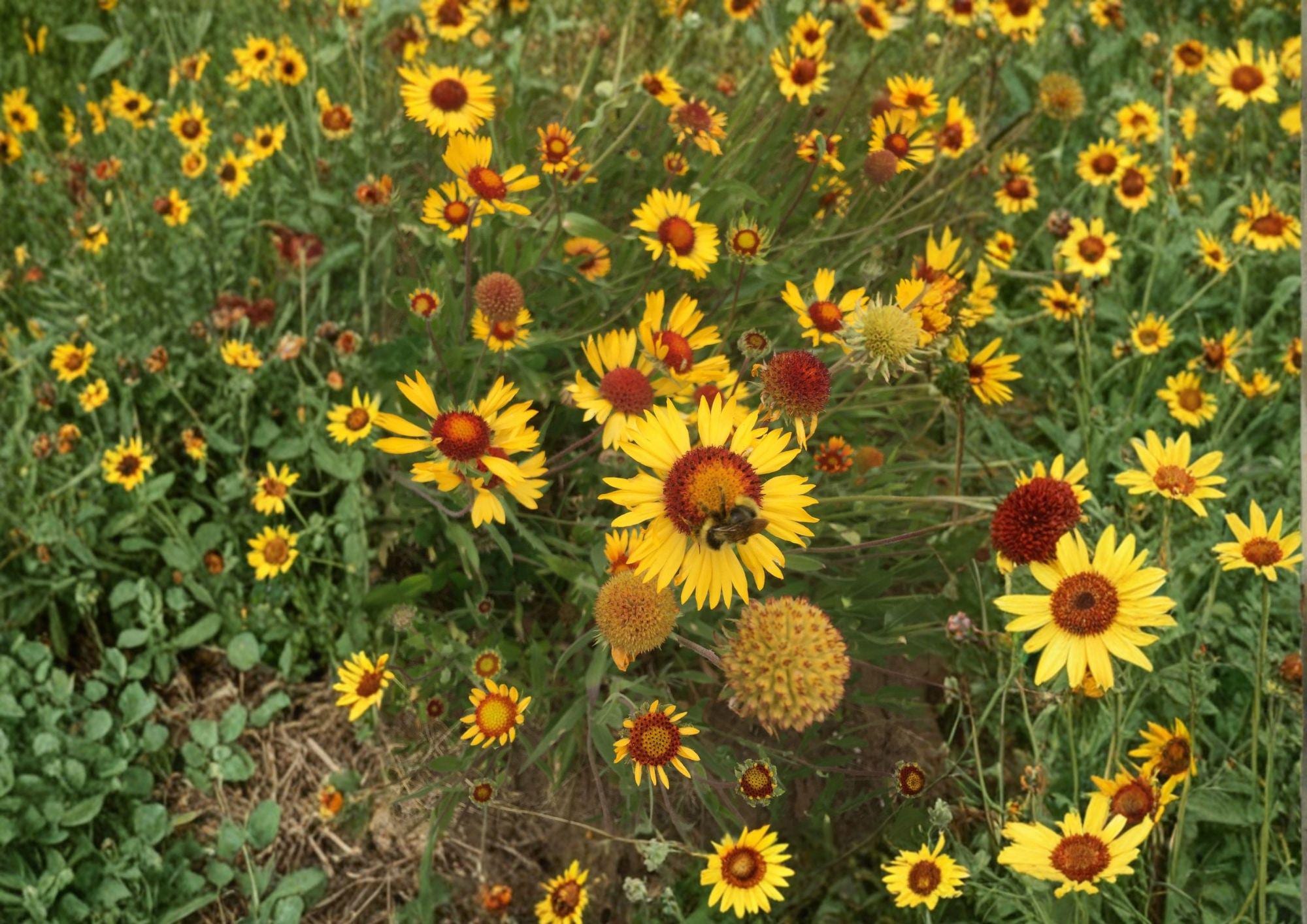 25 Yellow Gaillardia Seeds – Gaillardia aristata Blanket Flower Perennial Wildflower for Pollinator Gardens, Non-GMO, Easy to Grow